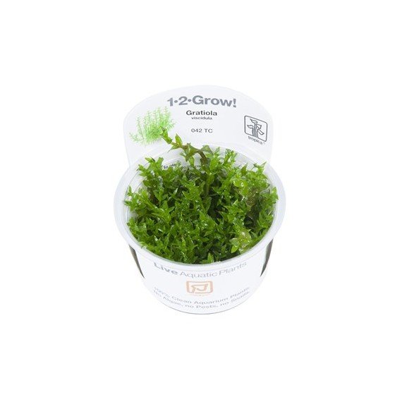 Gratiola viscidula IN VITRO
