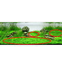 Hemianthus Callitrichoides "Cuba"