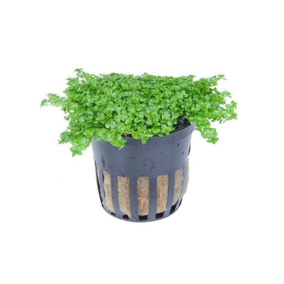 Hemianthus Callitrichoides "Cuba"