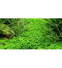 Hemianthus Callitrichoides "Cuba"