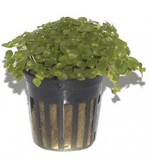 Bacopa Australis