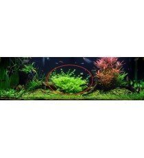 Bacopa Australis