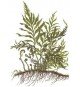Bolbitis Heudelotii