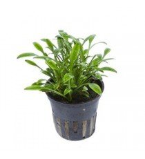 Cryptocoryne Parva
