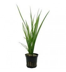 Cyperus Helferi