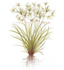 Cyperus Helferi
