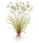 Cyperus Helferi