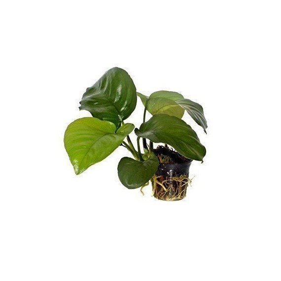 Anubias barteri caladiifolia
