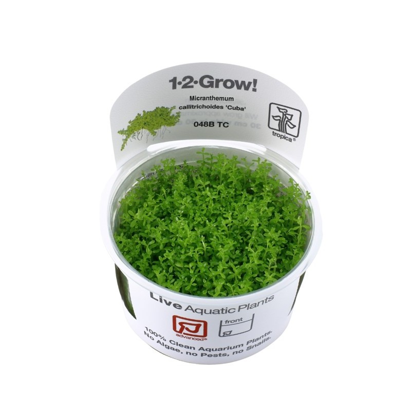 TROPICA - Micranthemum Callitrichoides 'Cuba' 1-2-Grow!