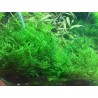 TROPICA - Taxiphyllum Alternans 'Taiwan Moss' 1-2-Grow!