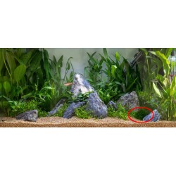 TROPICA - Taxiphyllum Alternans 'Taiwan Moss' 1-2-Grow!