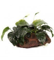 Anubias barteri sp. (sobre roca)