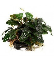 Anubias barteri sp. (sobre madera)