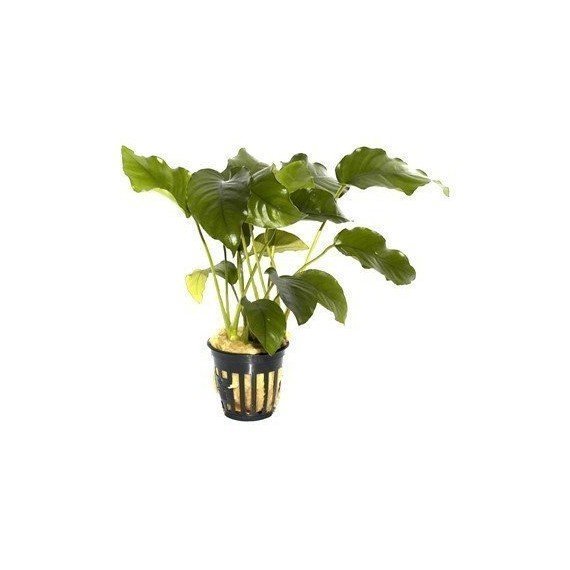 Anubias barteri 'Barteri'