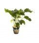 Anubias barteri 'Barteri'