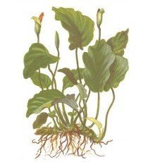 Anubias barteri 'Barteri'