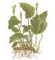 Anubias barteri 'Barteri'