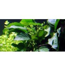 Anubias barteri 'Barteri'