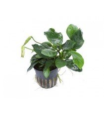 Anubias barteri 'Nana'