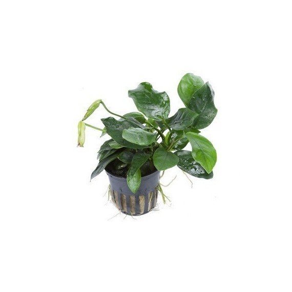 Anubias barteri 'Nana'