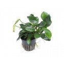 Anubias barteri 'Nana'