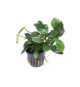 Anubias barteri 'Nana'