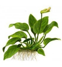Anubias barteri 'Nana'