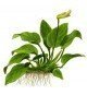 Anubias barteri 'Nana'