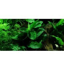 Anubias barteri 'Nana'