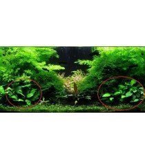 Anubias barteri 'Nana'