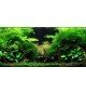 Anubias barteri 'Nana'