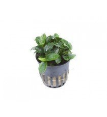 Anubias 'Petite'