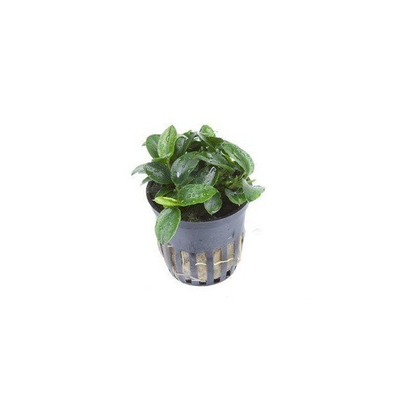 Anubias 'Petite'