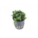 Anubias 'Petite'