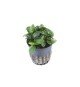 Anubias 'Petite'