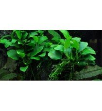 Anubias 'Petite'