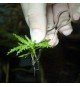 Plantis Pins