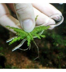 Plantis Pins