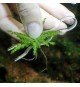 Plantis Pins