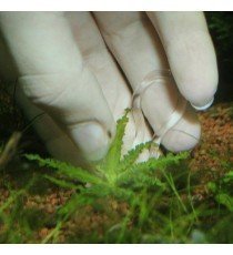 Plantis Pins