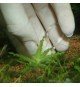 Plantis Pins