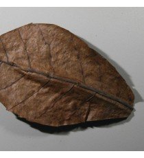 Nano-Catappa (10 hojas)