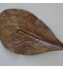 Nano-Catappa (10 hojas)