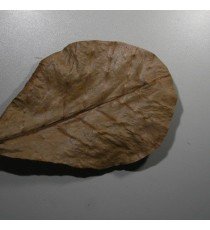 Nano-Catappa (10 hojas)