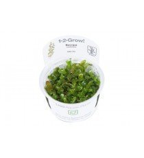 Bacopa caroliniana