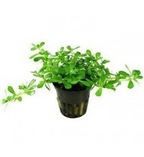 Bacopa Monnieri 'Compact'