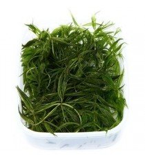 Ceratophyllum Demersum 'Foxtail'