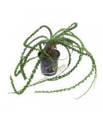 Crinum Calamistratum