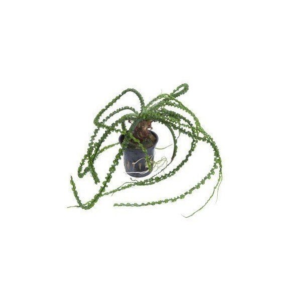 Crinum Calamistratum