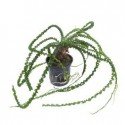 Crinum Calamistratum